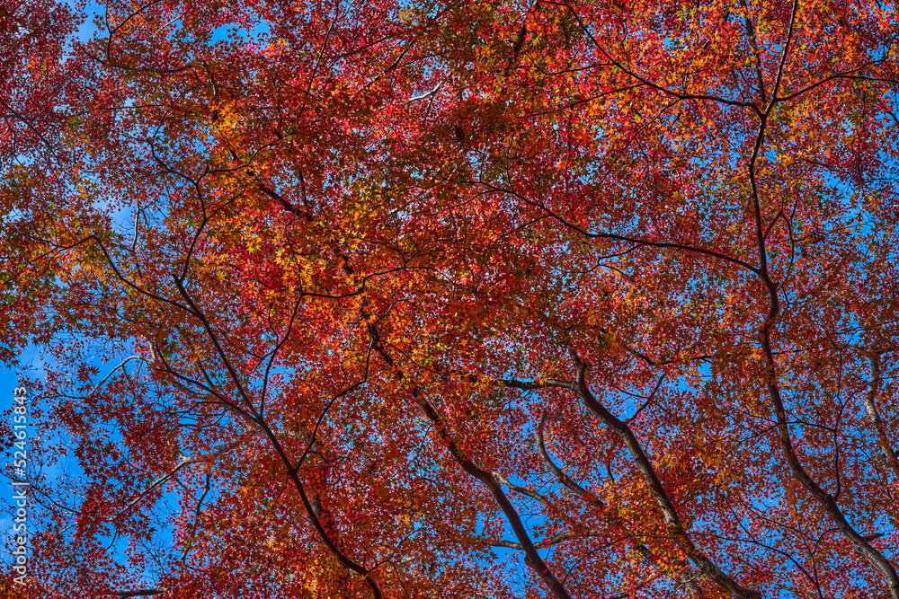 Yase-Momiji-No-Komichi(八瀬 もみじの小径)in Autumn Yase-Momiji-No-Komichi(八瀬 もみじの小径)in Autumn