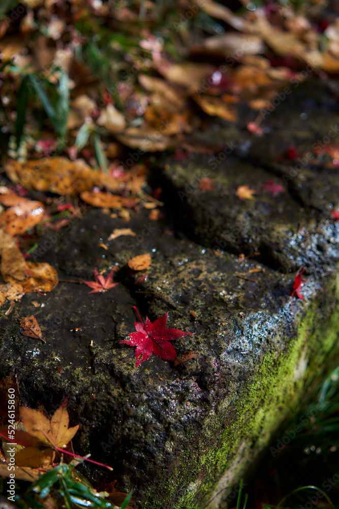 Yase-Momiji-No-Komichi(八瀬 もみじの小径)in Autumn Yase-Momiji-No-Komichi(八瀬 もみじの小径)in Autumn