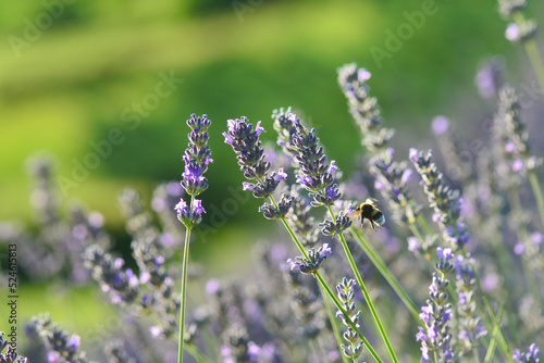 Lavender garden and bee