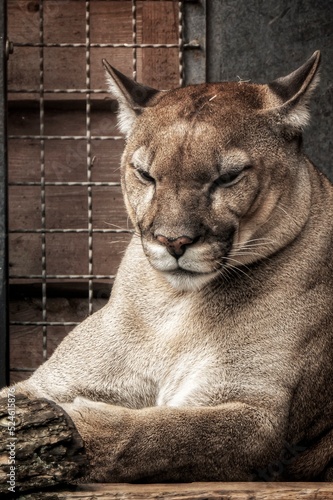 portrait of a lion photo