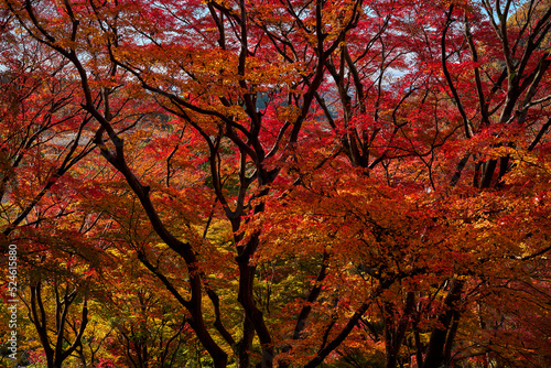 Yase-Momiji-No-Komichi（八瀬 もみじの小径）in Autumn