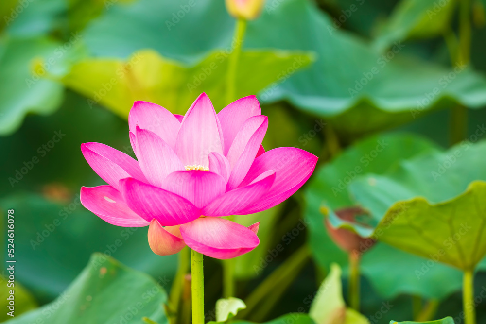 Lotus flower on the water