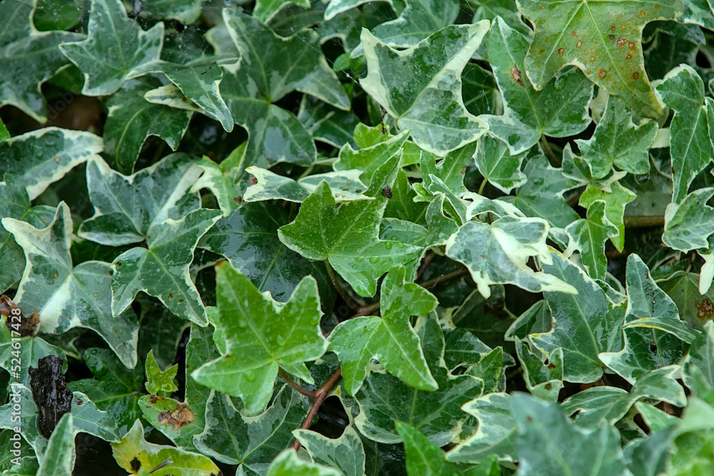 Fresh water drops on leaves of an ivy Fresh water drops on leaves of an ivy