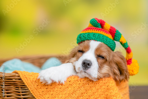 Fotografia Young King Charles Spaniel dog  wearing warm hat sleeps at summer park