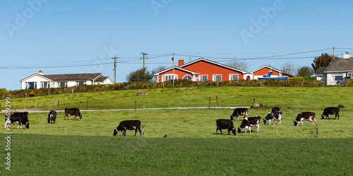 Cows graze on a green meadow near farmers' houses. Clear sky over an ecological farm.