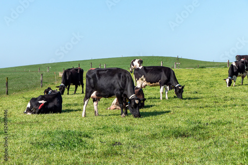 Free grazing cows in a farmers field on a sunny day. Clear blue sky over green hills. Agricultural landscape. Black and white cow on green grass field