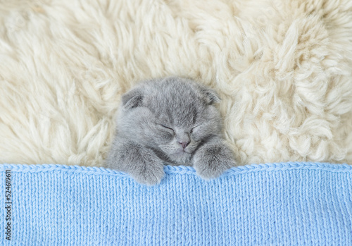 Cozy kitten sleeps under blanket on a bed at home. Top down view