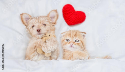 Funny Goldust Yorkshire terrier puppy hugs toy bear near ginger tiny kitten under white warm blanket on a bed at home. Top down view