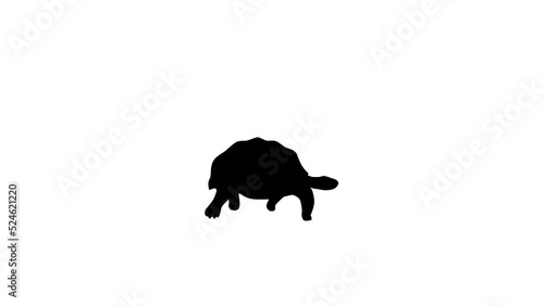 Walking turtle, animation on the white background (seamless loop)