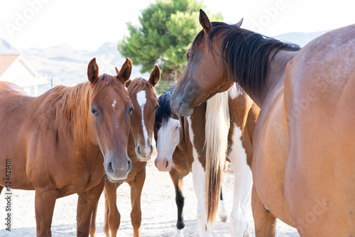 free horses, excellent photo for riding © Dario