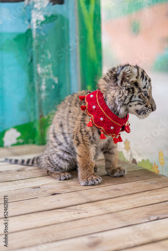 Baby Siberian tiger born in the year of the tiger 2022