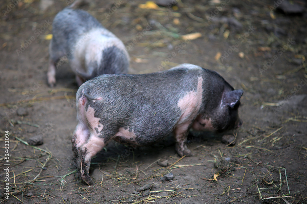 A young Vietnamese pig are walking around the farm.. A young Vietnamese pig are walking around the farm..