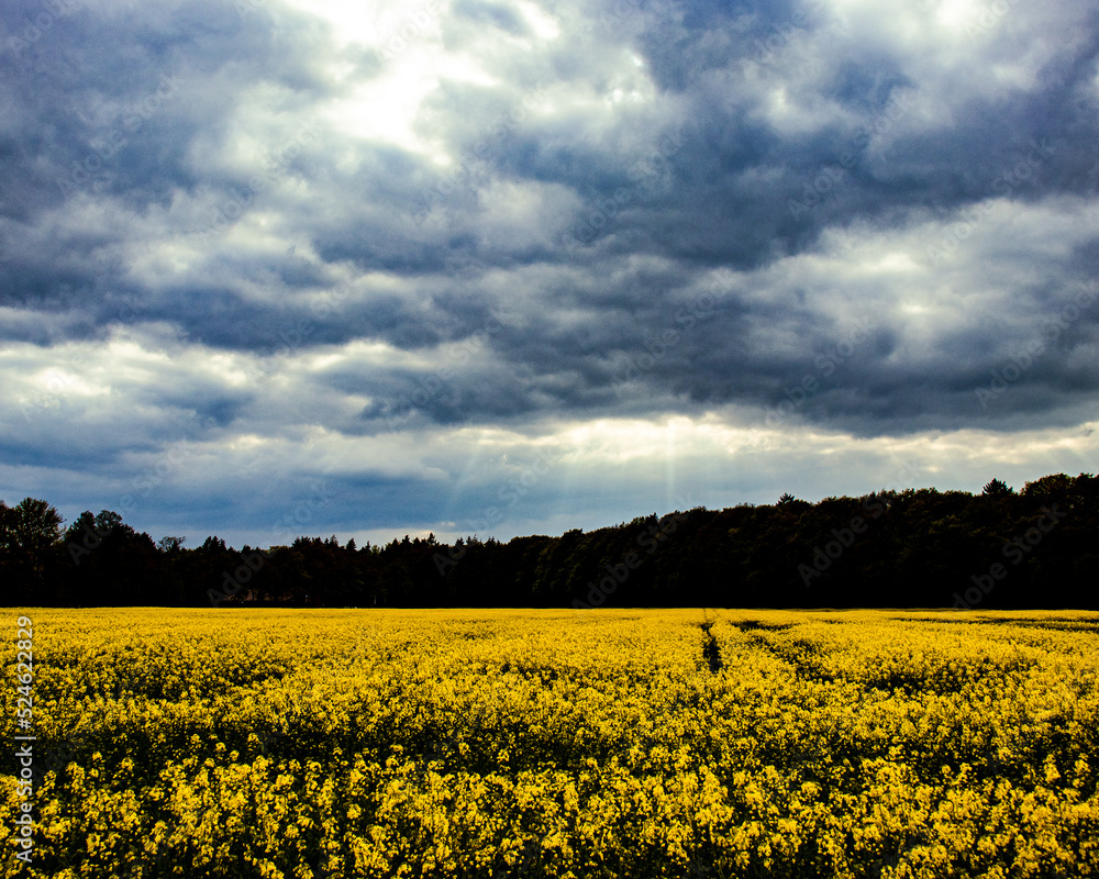 yellow field rapeseed and sky