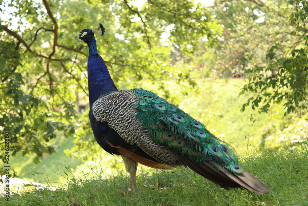 Obraz premium Pavo cristatus, close-up of the royal bird in the park, the peacock