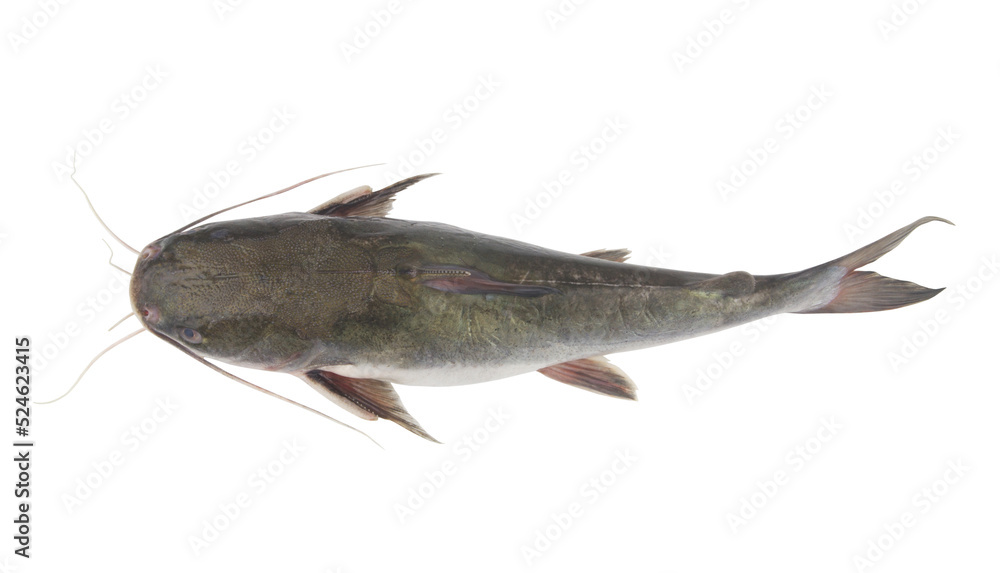 Raw catfish isolated on white background close up Raw catfish isolated on white background close up