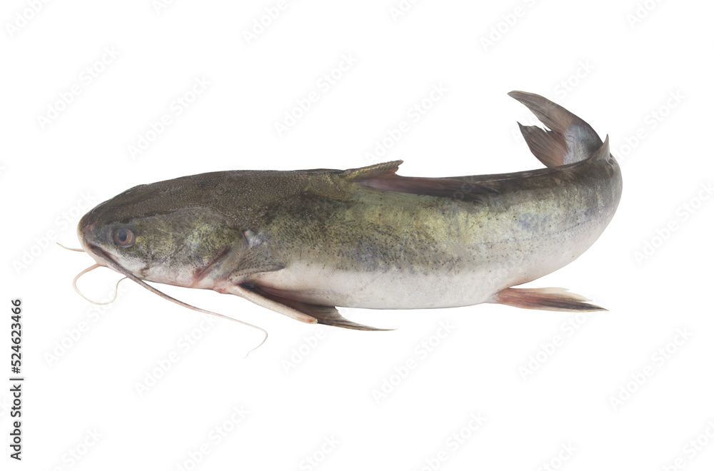 Raw catfish isolated on white background close up Raw catfish isolated on white background close up