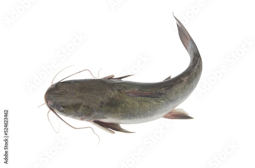 Obraz na płótnie Raw catfish isolated on white background close up