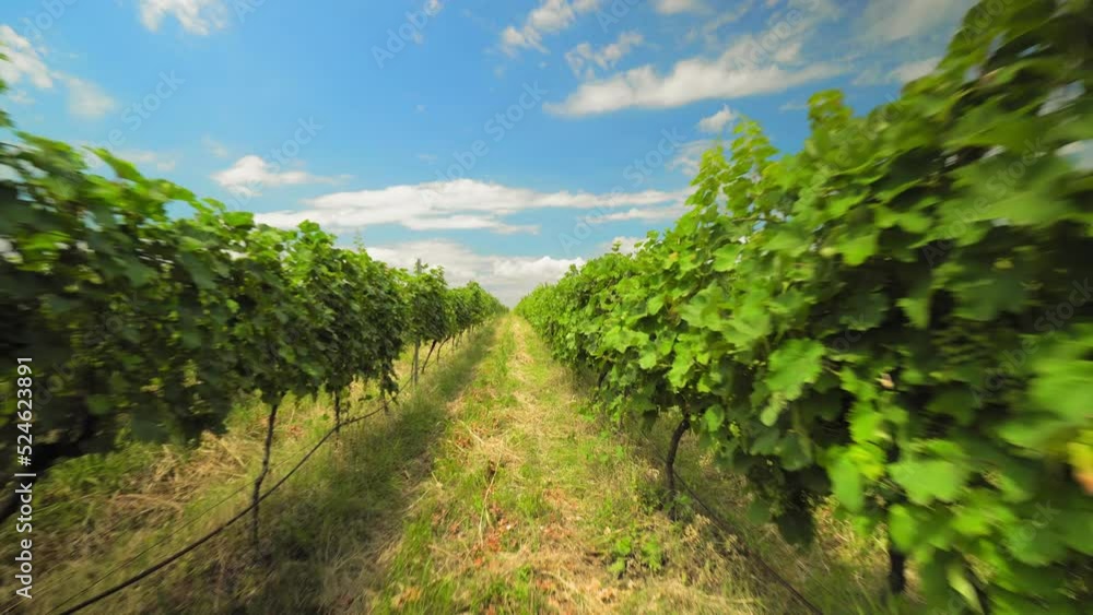 Valley or plantation with rows of vineyards in Georgia is Kakheti. Camera movement in rows on sunny day. Agricultural land, winemaking and industry. Valley or plantation with rows of vineyards in Georgia is Kakheti. Camera movement in rows on sunny day. Agricultural land, winemaking and industry.