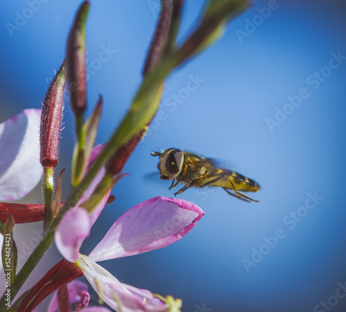Hoverfly flying to an indian feather flower blossom photo