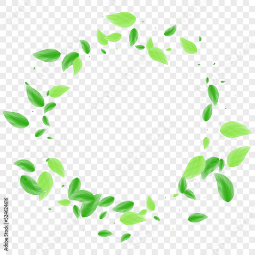 Light Green Leaves Background Transparent Vector. Leaf Eucalyptus Frame. Vitality Design. Green Peaceful Illustration. Plant Blend.