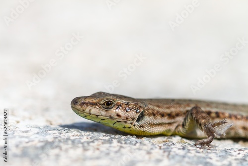 Podarcis liolepis, the Columbretes wall lizard or Catalan wall lizard, lizard sunbathing on the rock.