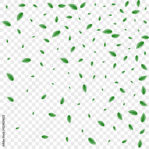 Greenish Leaves Background Transparent Vector. Greenery Decorative Illustration. Set Card. Green Fresh Texture. Sheet Structure.