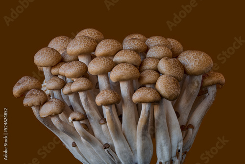 mushrooms grow on a brown background, farm harvest