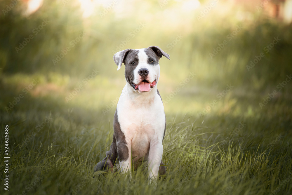 young Stafford sitting in a meadow. The American Staffordshire terrier is a dog breed that has ancestors in English bulldogs and terriers. Their closest relatives, the American pit bull terrier. 
