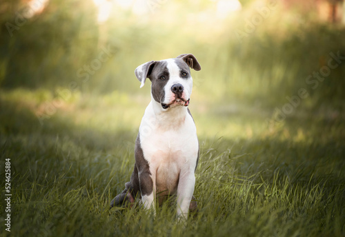 young Stafford sitting in a meadow. The American Staffordshire terrier is a dog breed that has ancestors in English bulldogs and terriers. Their closest relatives, the American pit bull terrier. 