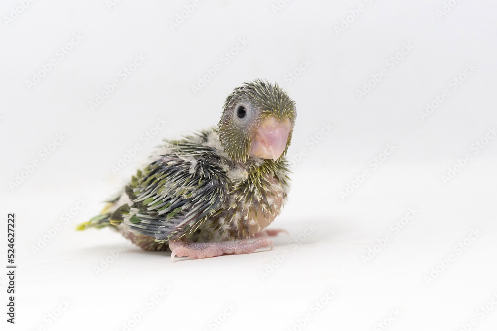 Obraz premium Selective focus of forpus parrotlet newborn bird studio shot on white background
