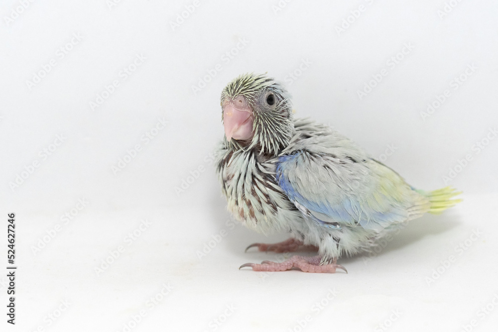 Naklejka premium Selective focus of forpus parrotlet newborn bird studio shot on white background