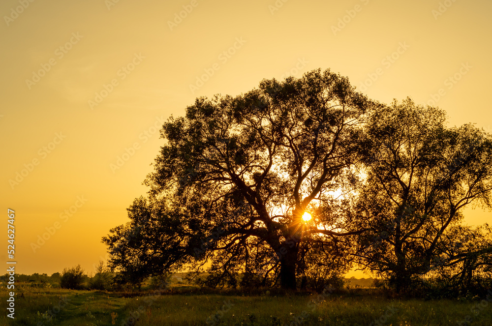 Scenic sunset with a beatiful tree