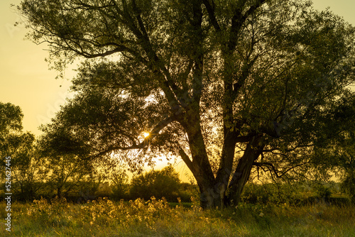 Picturesque landscape of a willow tree at the sunset