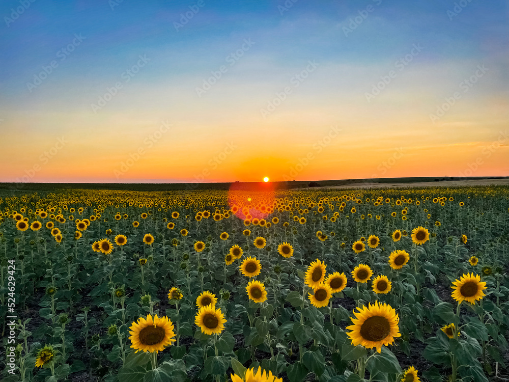 Obraz premium Sunflowers at dawn stock photo