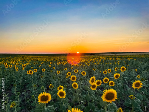 Sunflowers at dawn stock photo © stockbum