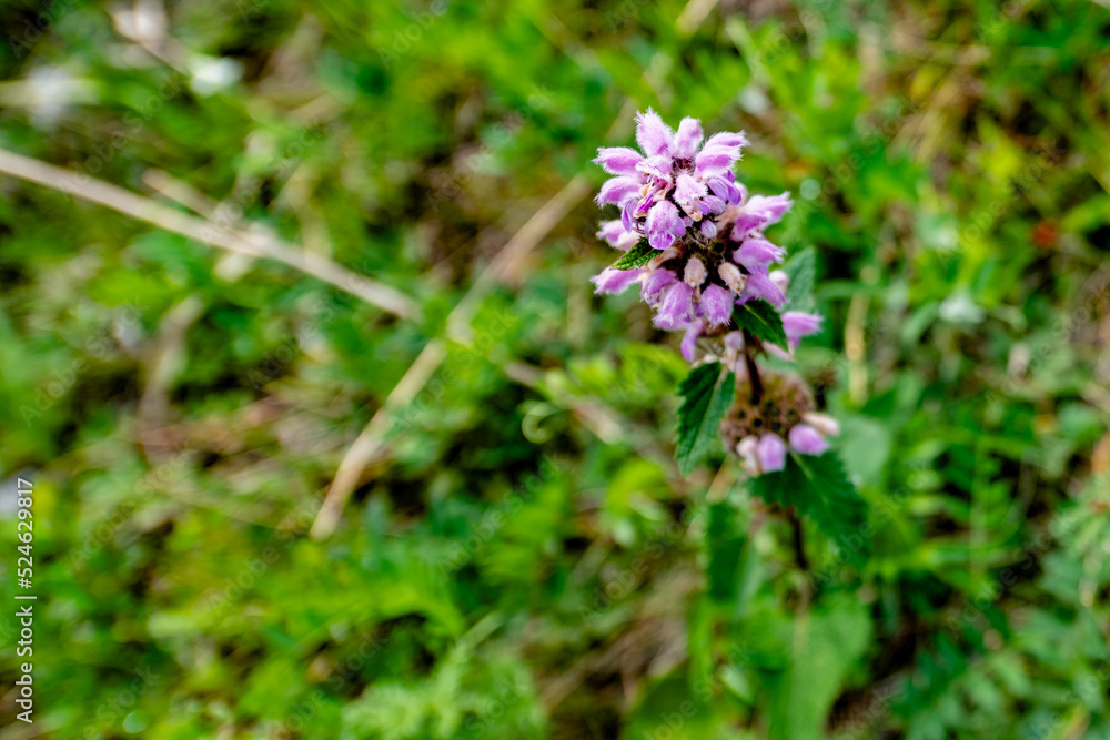 Pink flower Pink flower