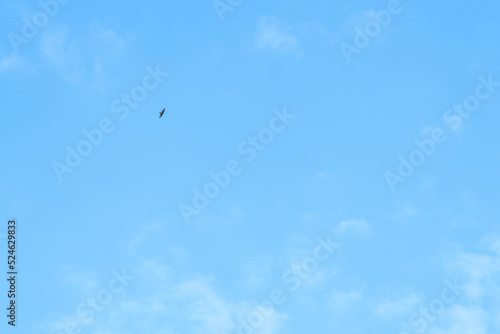 Blue sky background and white clouds soft focus, pastel sky. A bird of prey in the sky