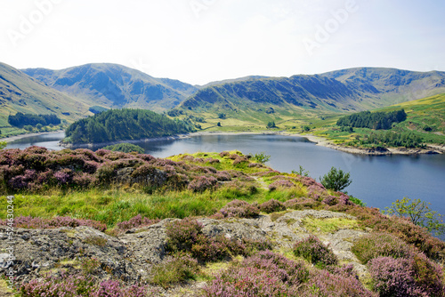 Heather at Haweswater Reservoir, Cumbria.