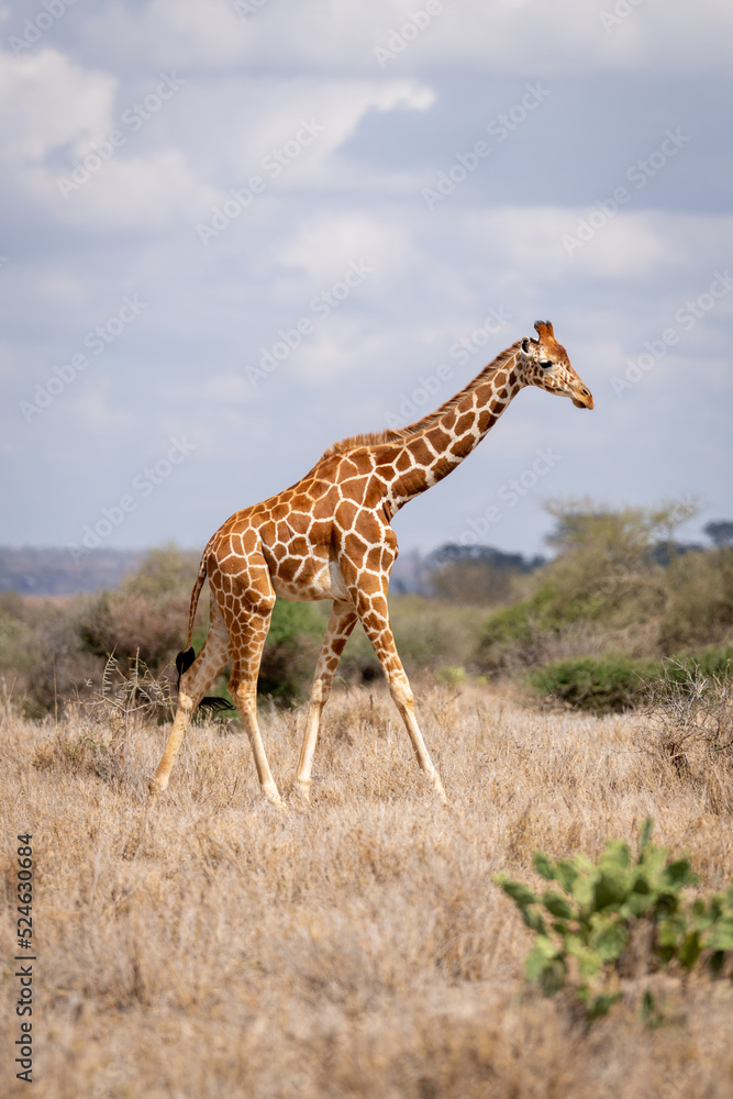 Fototapeta premium Reticulated giraffe walks past bushes on savannah
