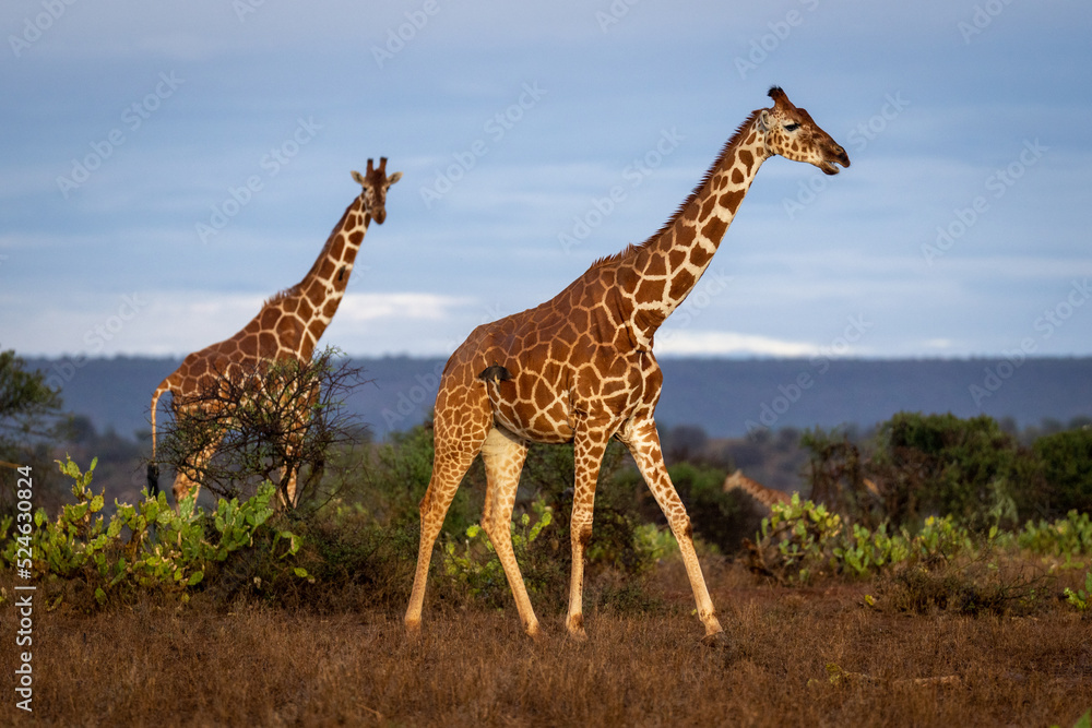 Obraz premium Reticulated giraffe watches another walking across savannah