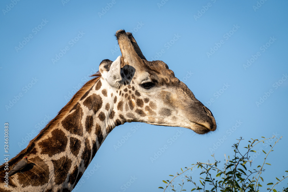 Close-up of southern giraffe with red-billed oxpecker Close-up of southern giraffe with red-billed oxpecker