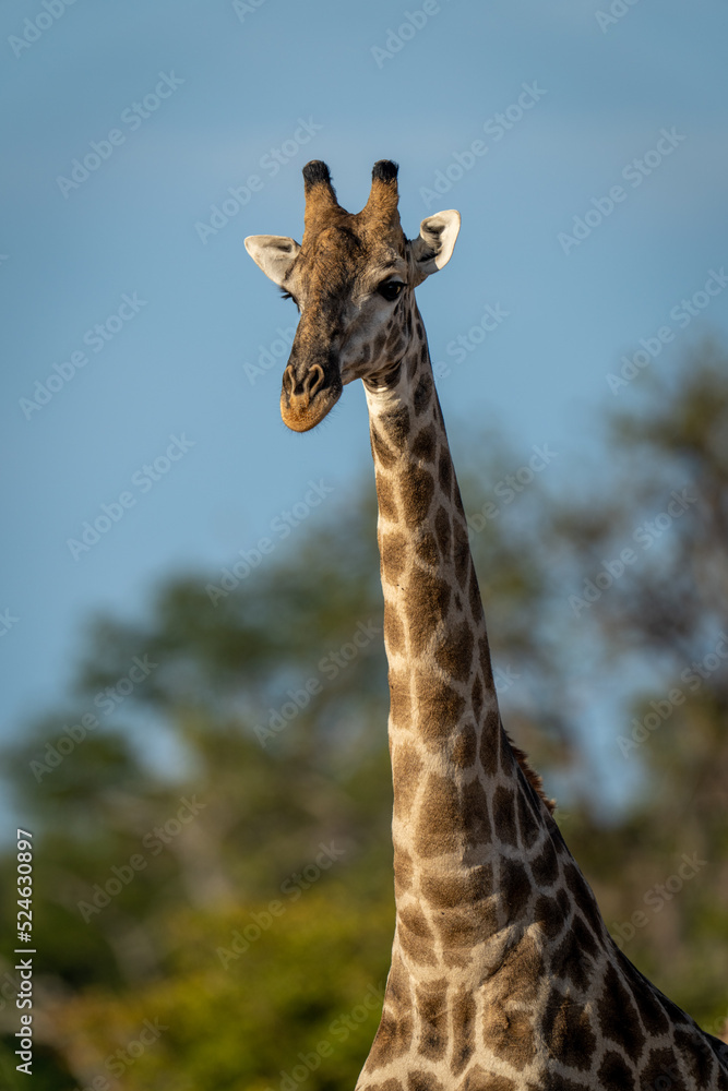 Fototapeta premium Close-up of southern giraffe standing near trees