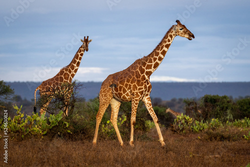 Reticulated giraffe watches another walking across savannah