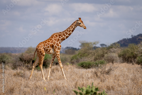 Reticulated giraffe walks among bushes in savannah
