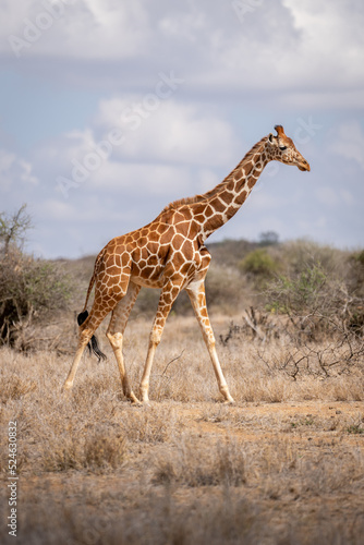 Reticulated giraffe walking past bushes on savannah © Nick Dale