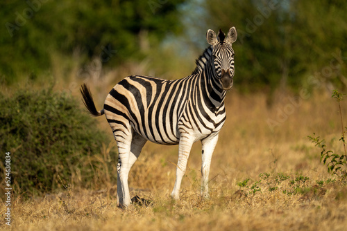 Plains zebra stands near bush eyeing camera