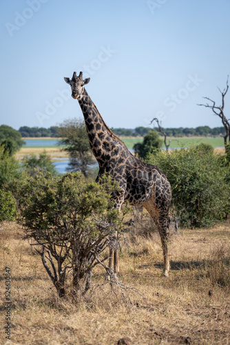 Male southern giraffe stands staring in bushes