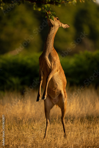 Photo Female red deer browsing on hind legs