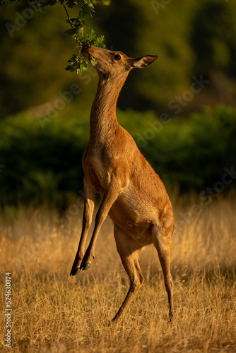 Fototapeta Female red deer browses on hind legs