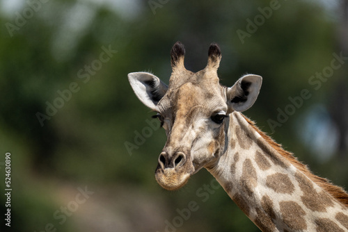 Close-up of southern giraffe turning head slightly © Nick Dale